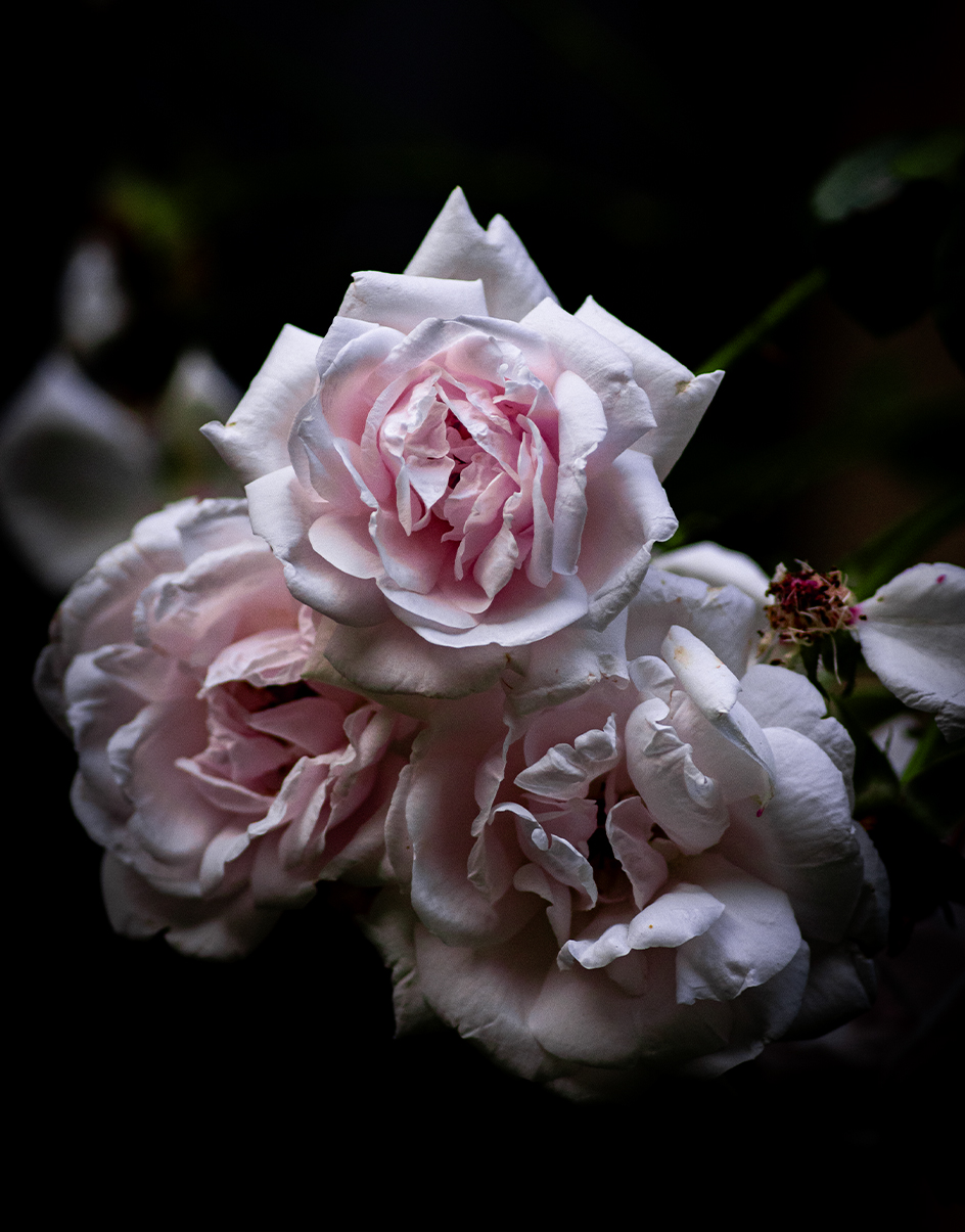 Macro photography 10