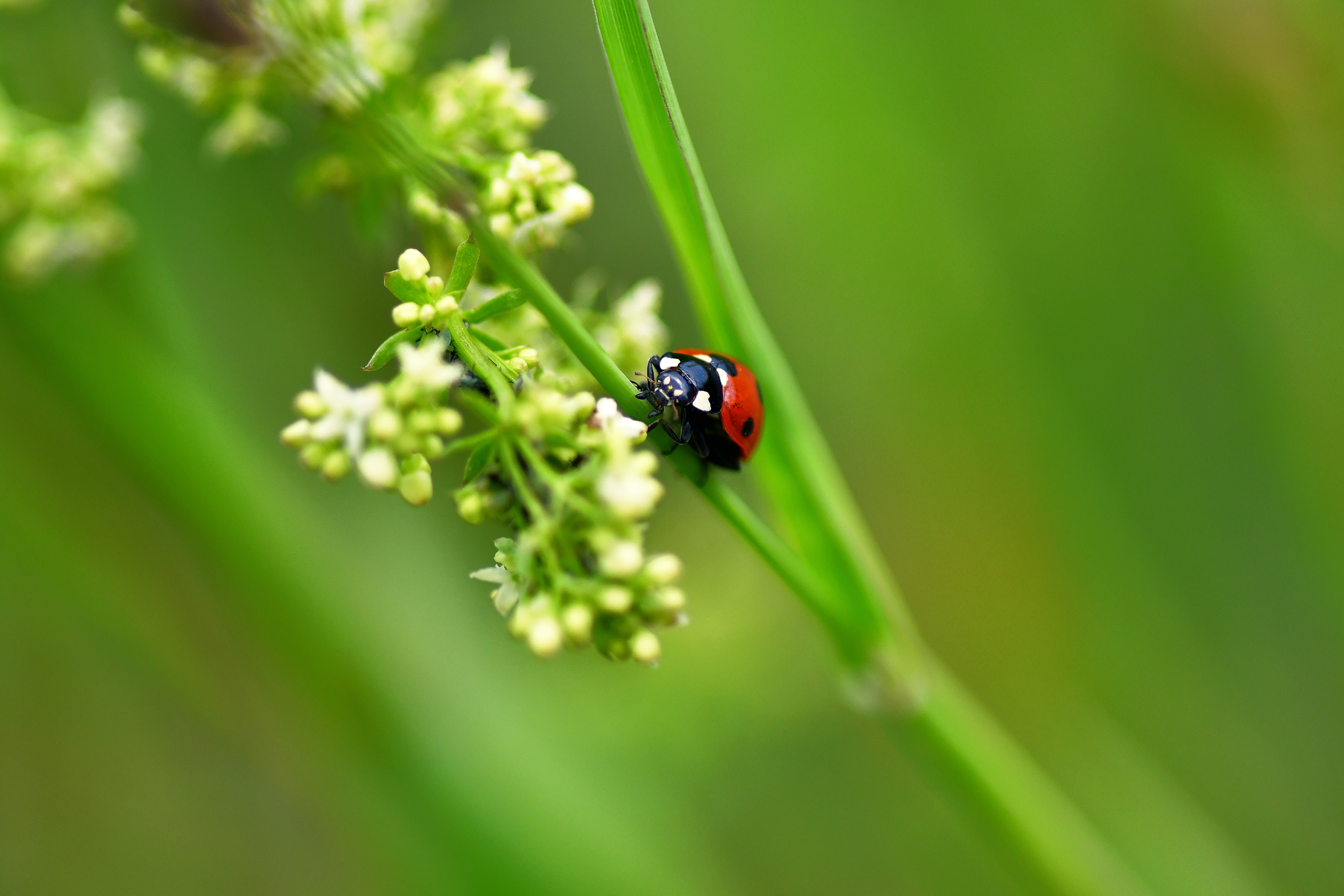 Macro photography 8