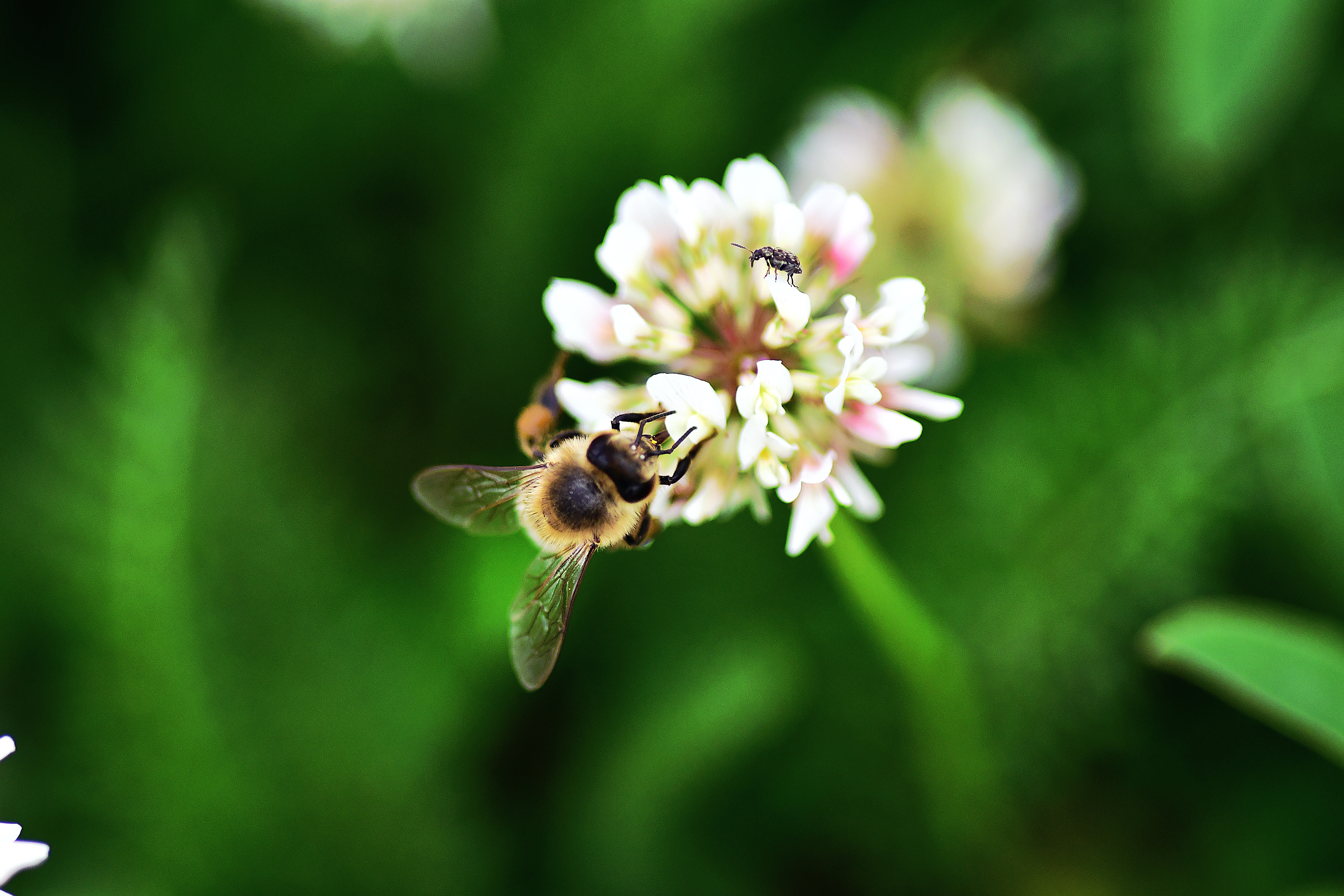 Macro photography 9