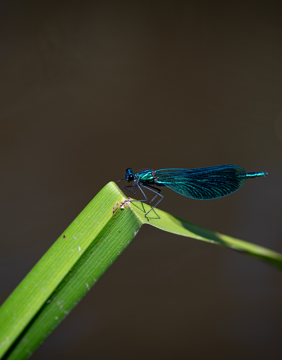 Macro photography 2