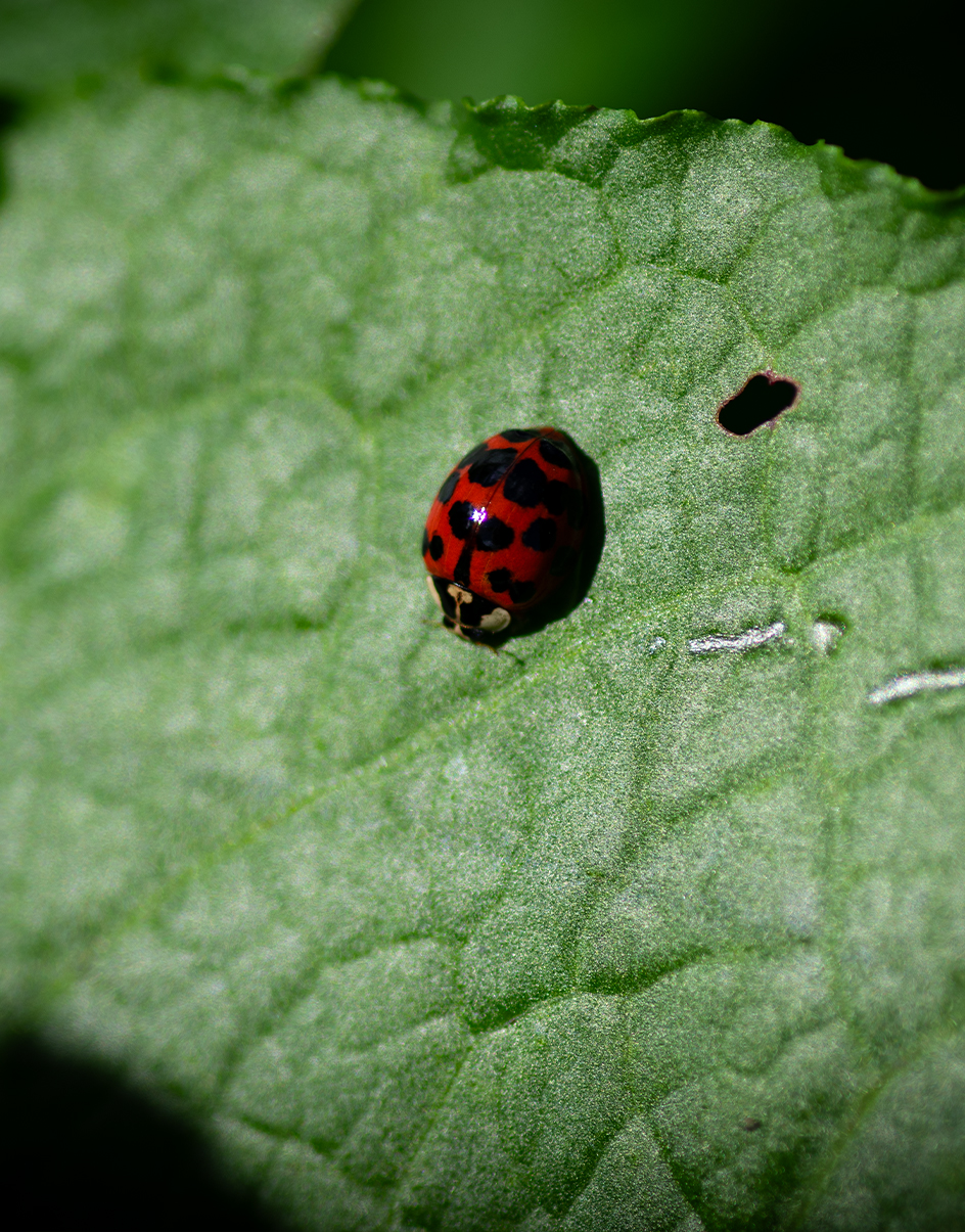 Macro photography 3