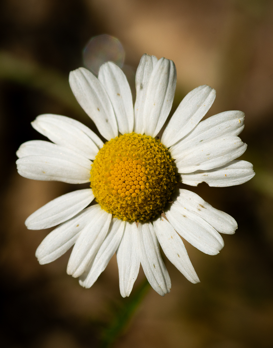 Macro photography 4