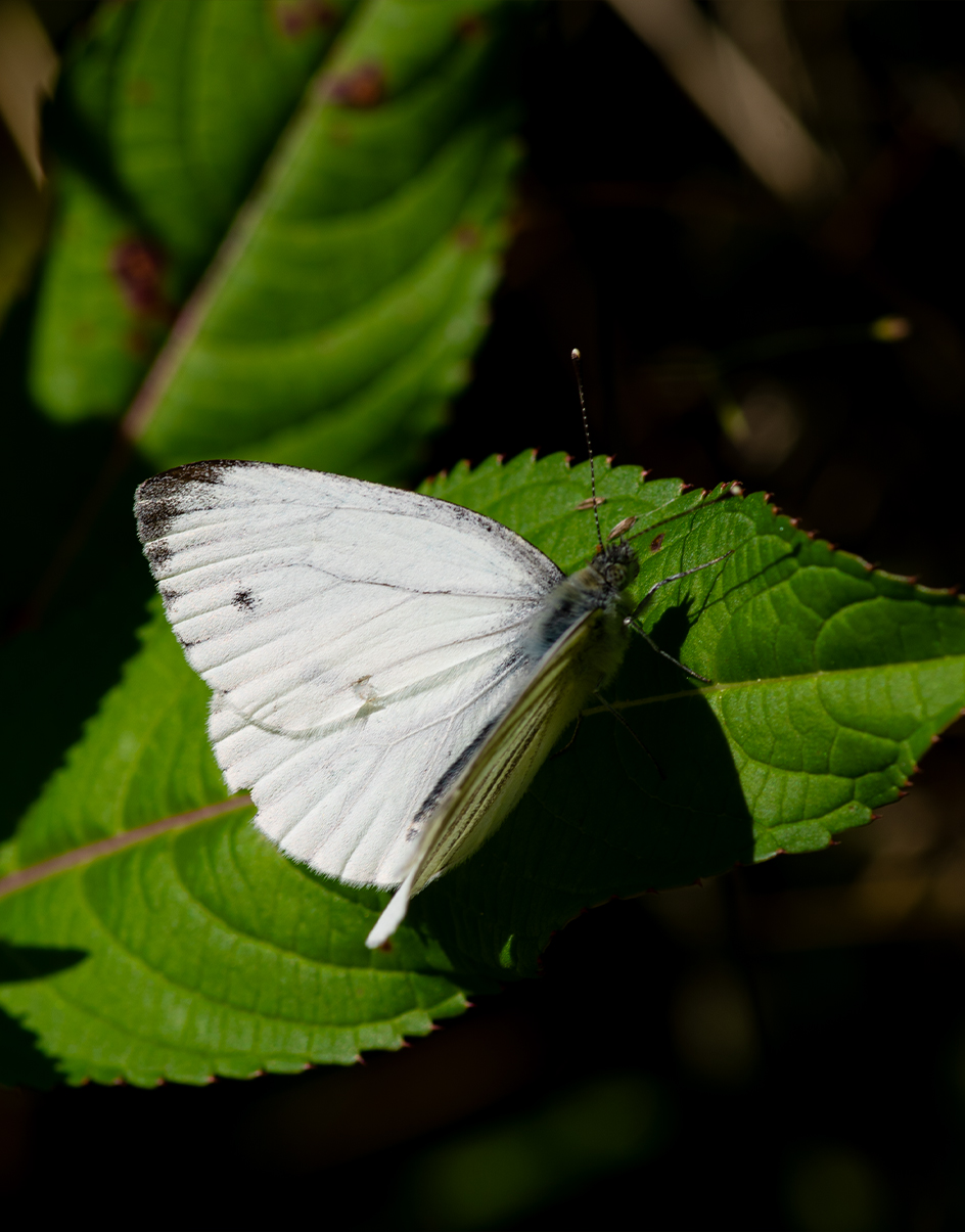 Macro photography 5