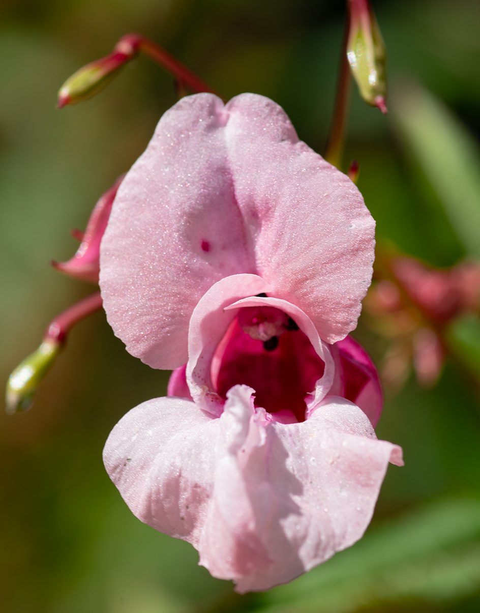 Macro photography 6
