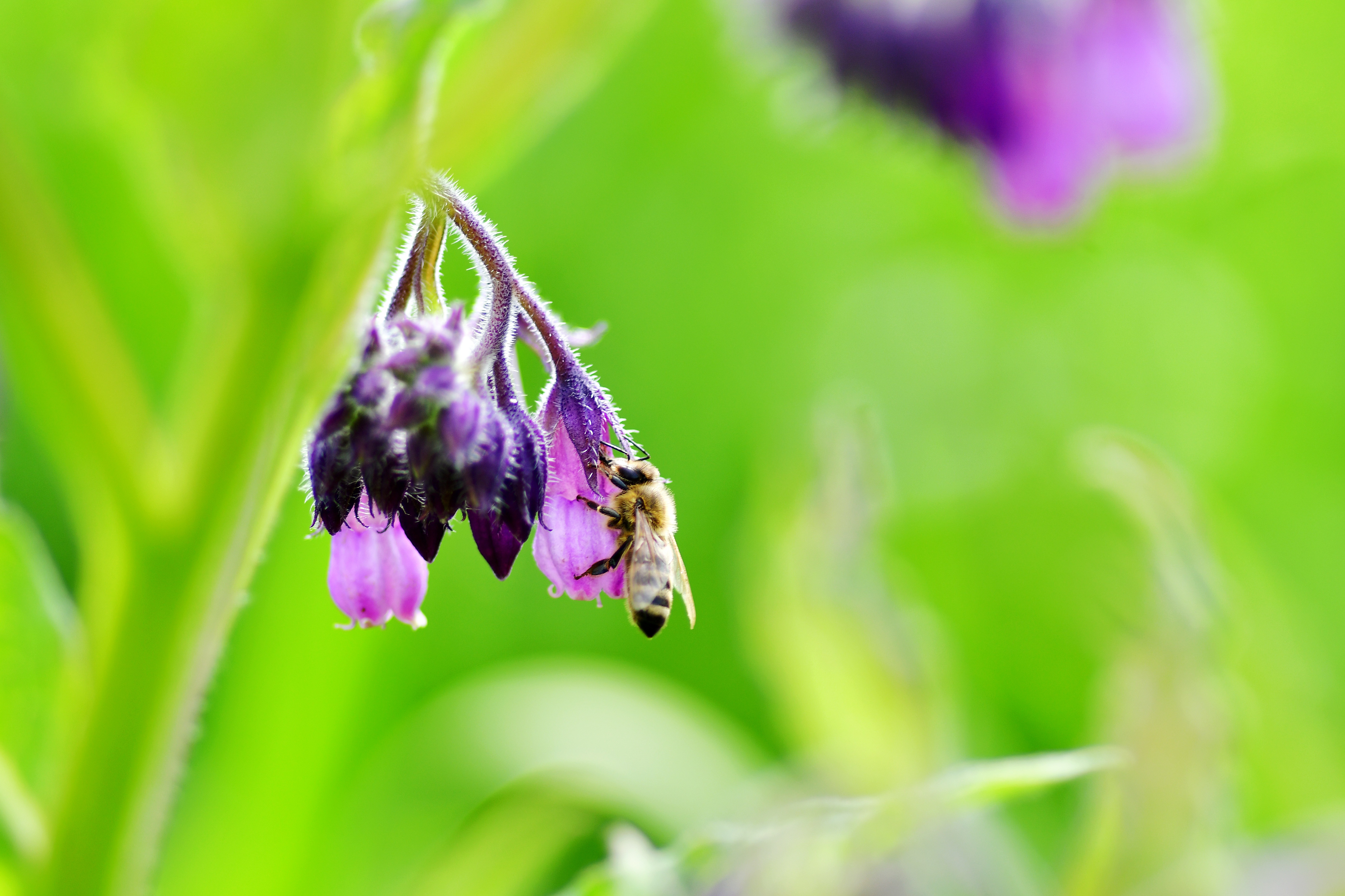 Macro photography 7